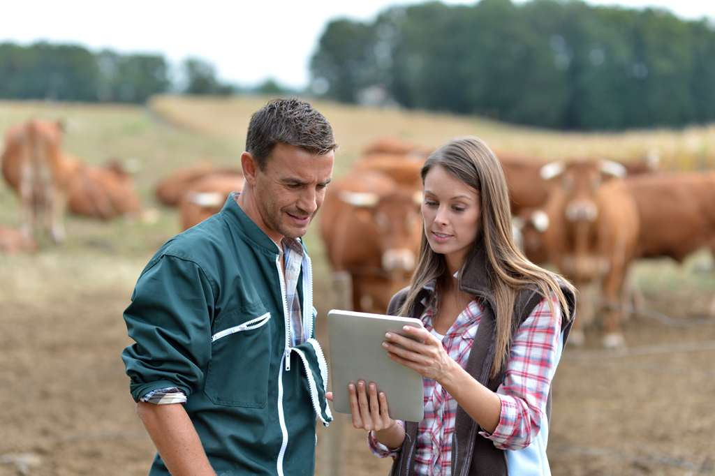 Farmer and woman in cow field using tablet