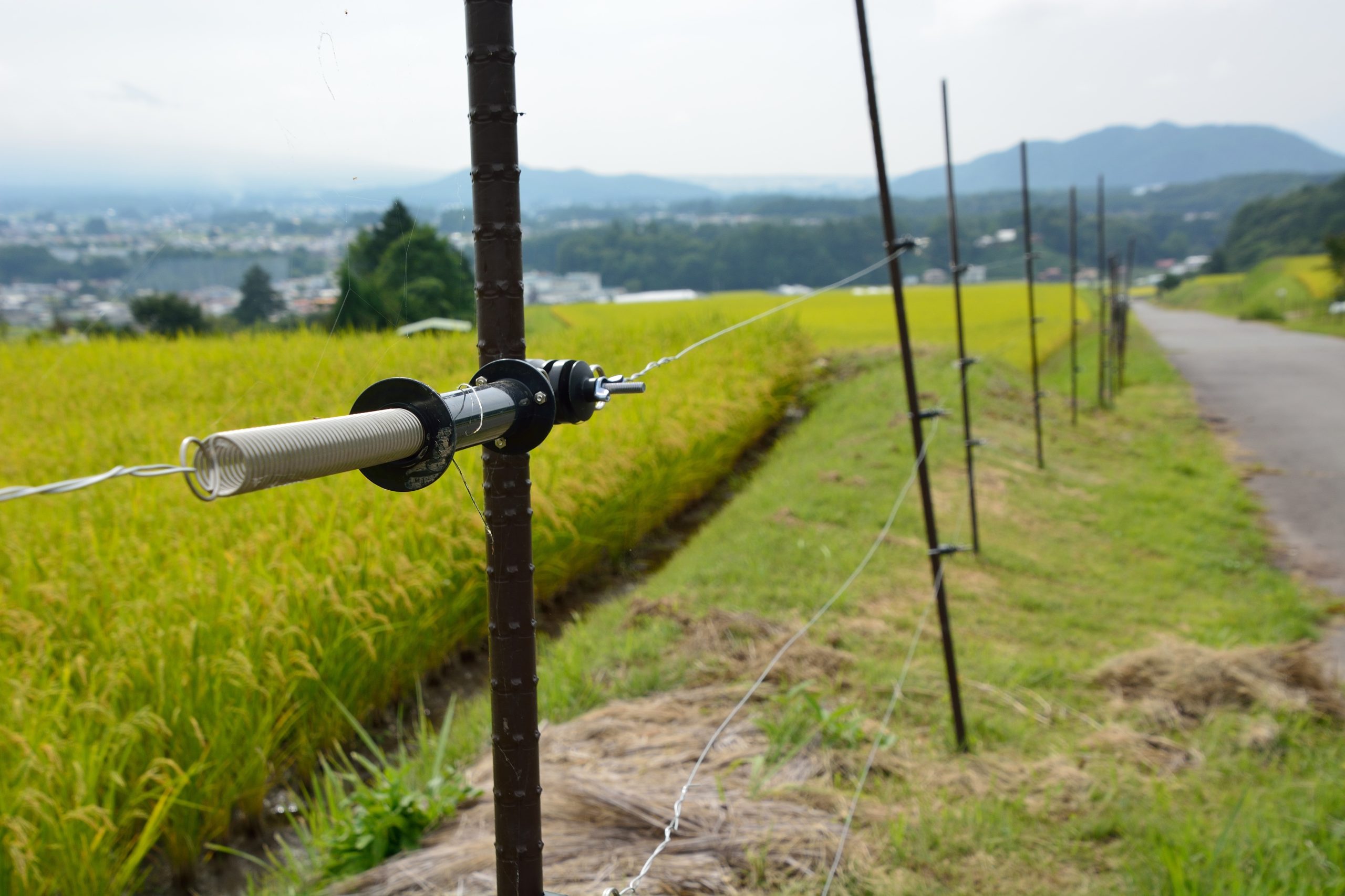 鹿対策の電気柵を設けた山間部の秋の田んぼ