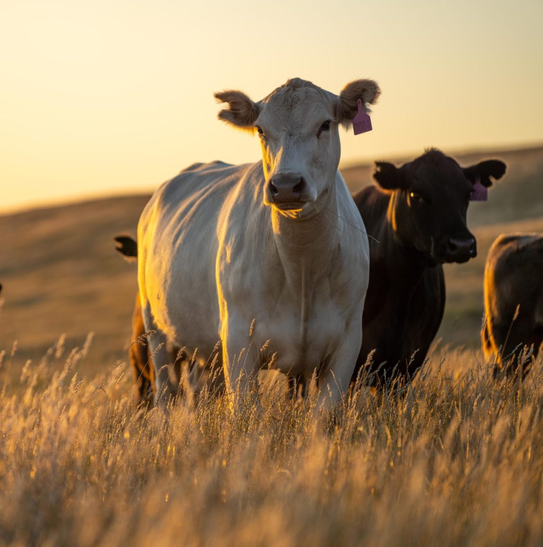 Stud Angus cows in a field free range beef cattle on a farm. Portrait of cow close up in golden light in australia.