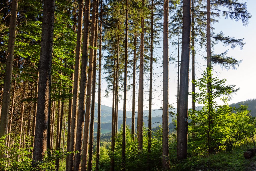 forestry 02