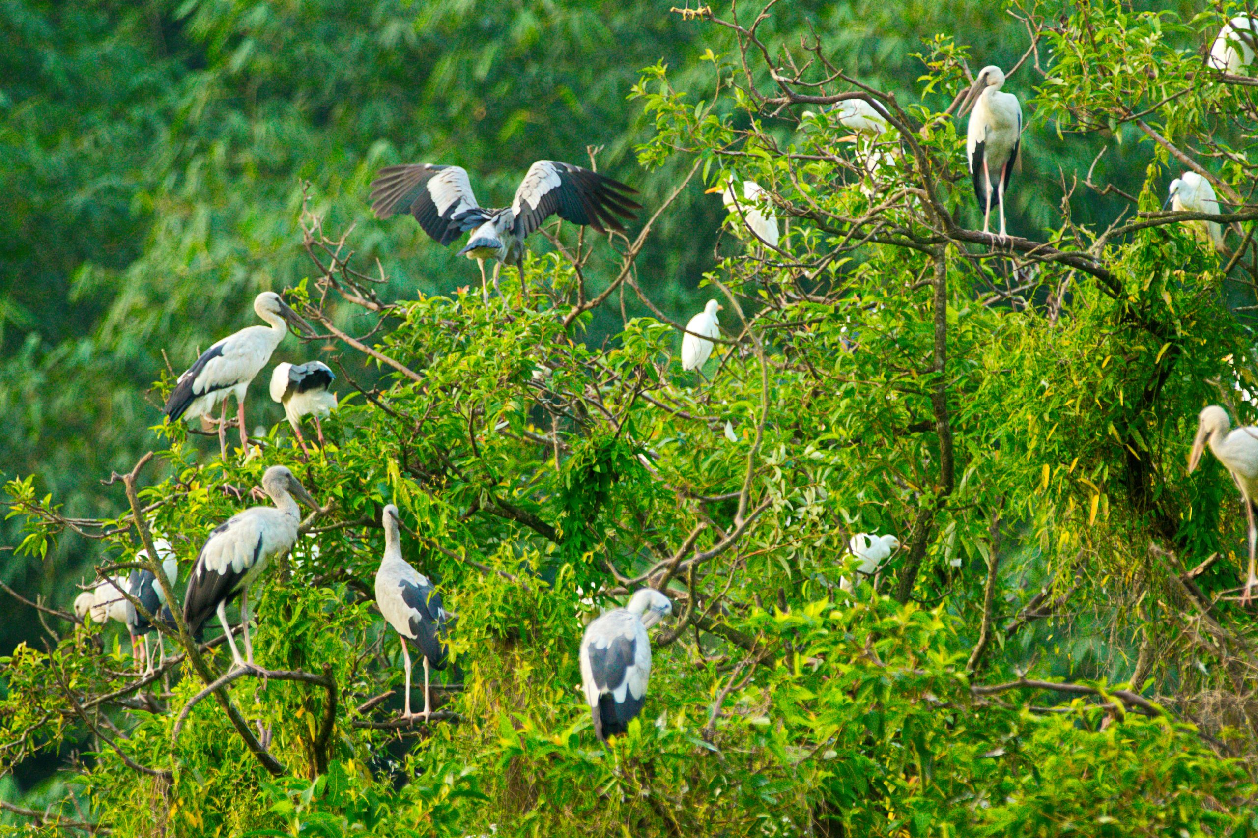 White Storks in Thung Nham Natural Reserve, Ninh Binh, Vietnam