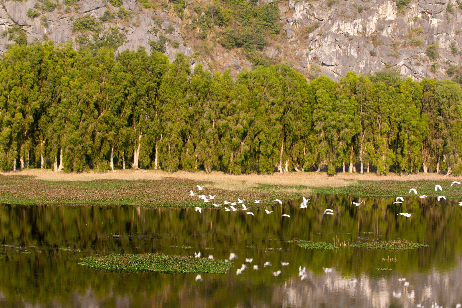 Egret flocks in Van Long Natural Reserve, Vietnam.