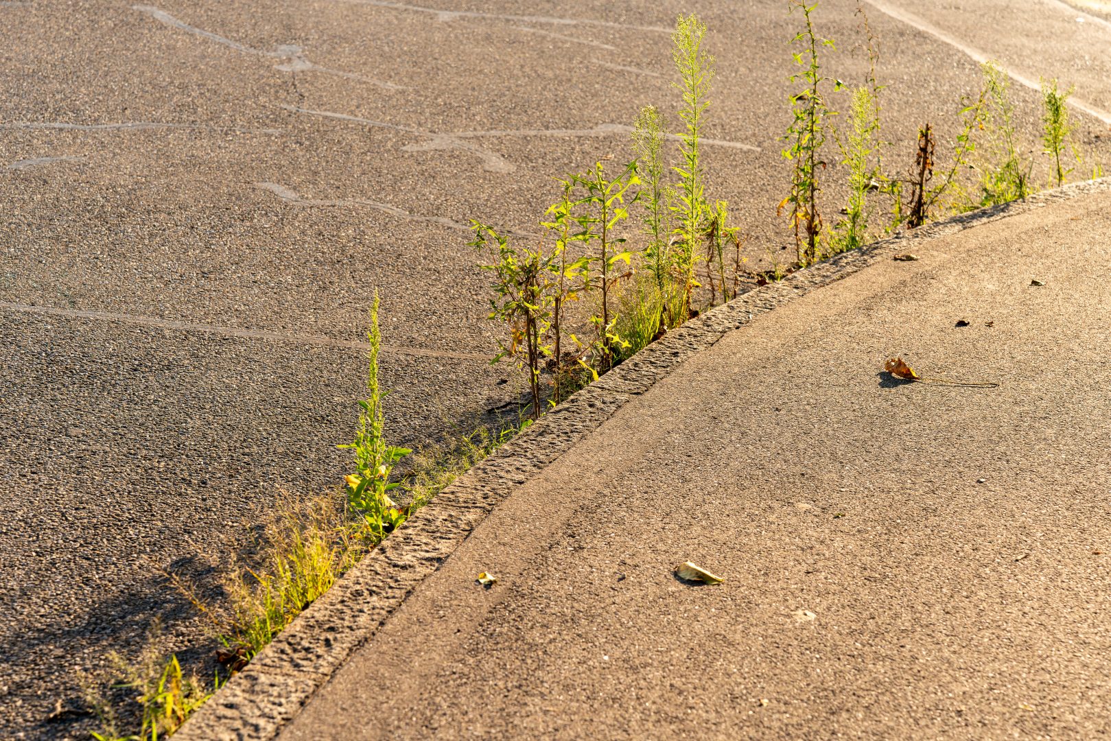 Weed is growing between street and curb. Different plants visible. Nice warm light from the evening sun. Concept of nature, regaining territory.