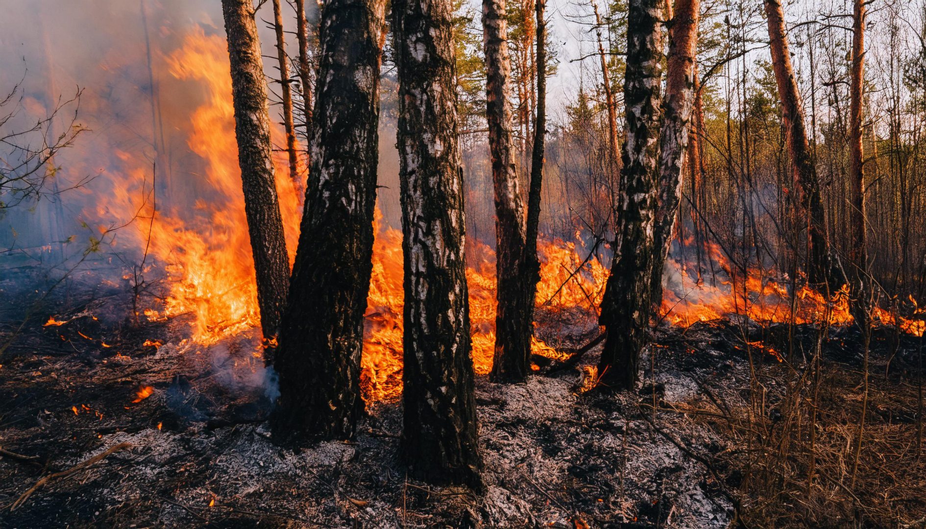 Forest fire spreads through trees against a backdrop of red flames and smoke in early evening light