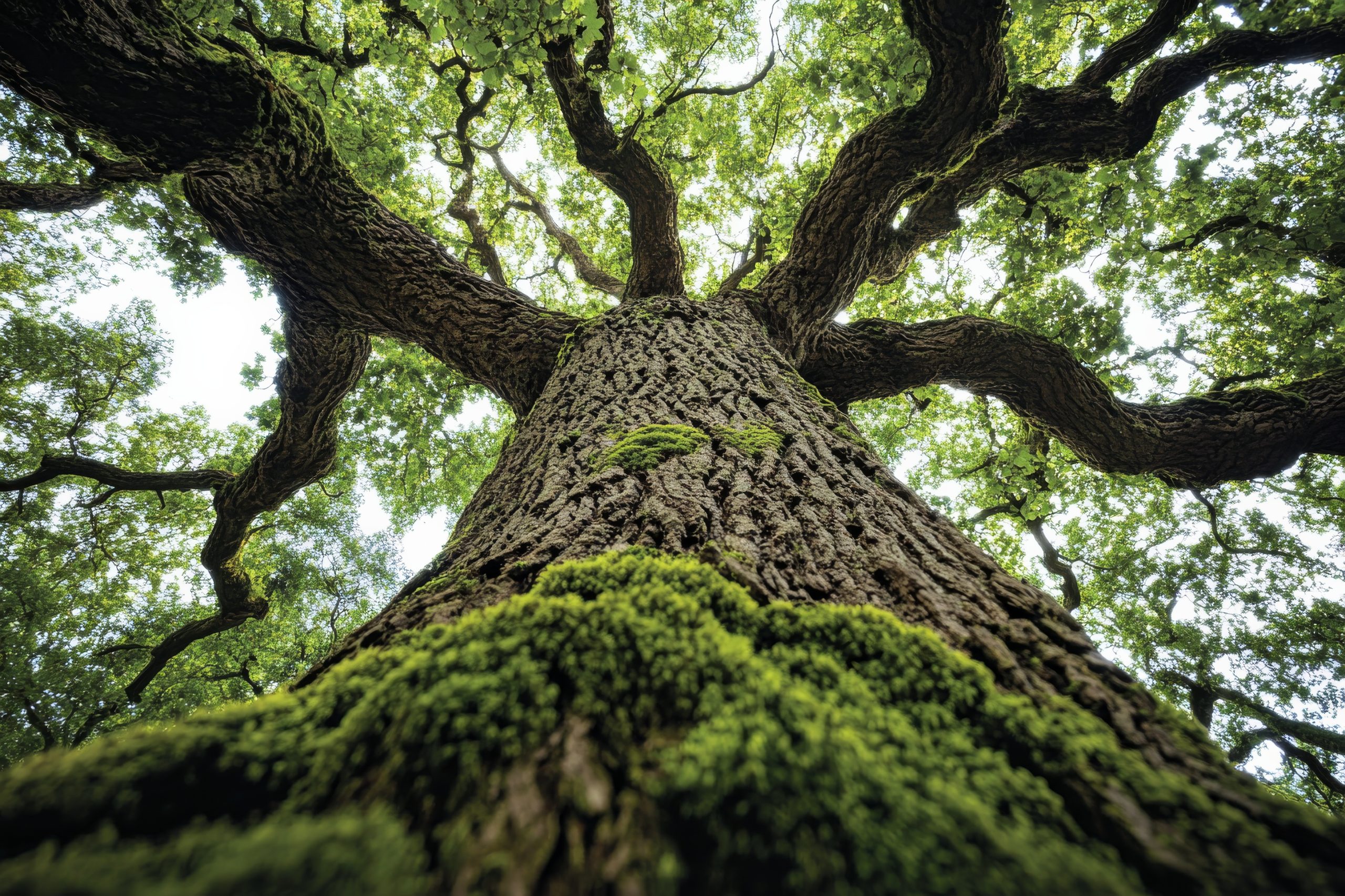 Massive oak tree with deep grooves and lush green leaves in a tranquil forest setting