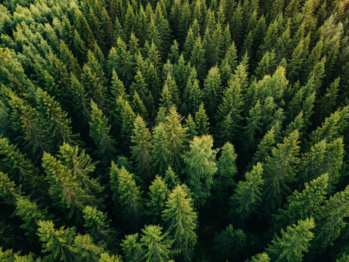 Aerial top view of summer green trees in forest in rural Finland