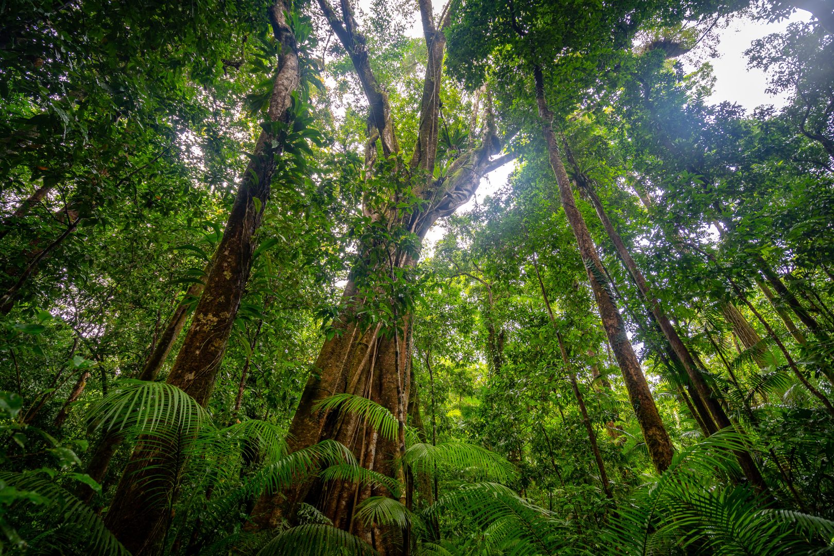 Beautiful wet tropics forest in Mossman Gorge UNESCO heritage site, Queensland, Australia